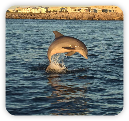 Xtreme H2O Dolphin Tours
