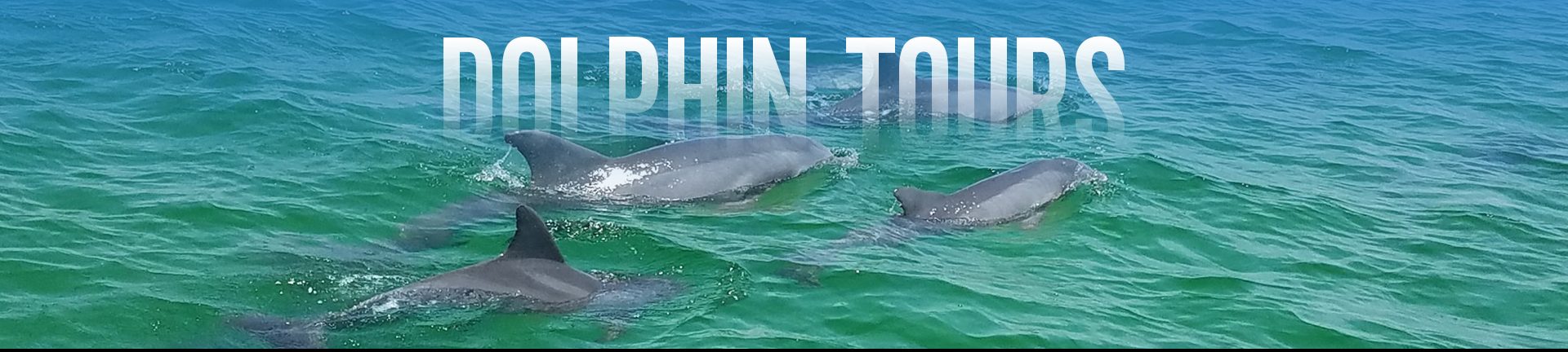 dolphin tours near me dolphin tours near me