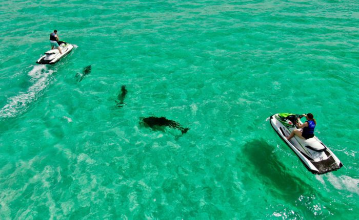 dolphins in clear blue water