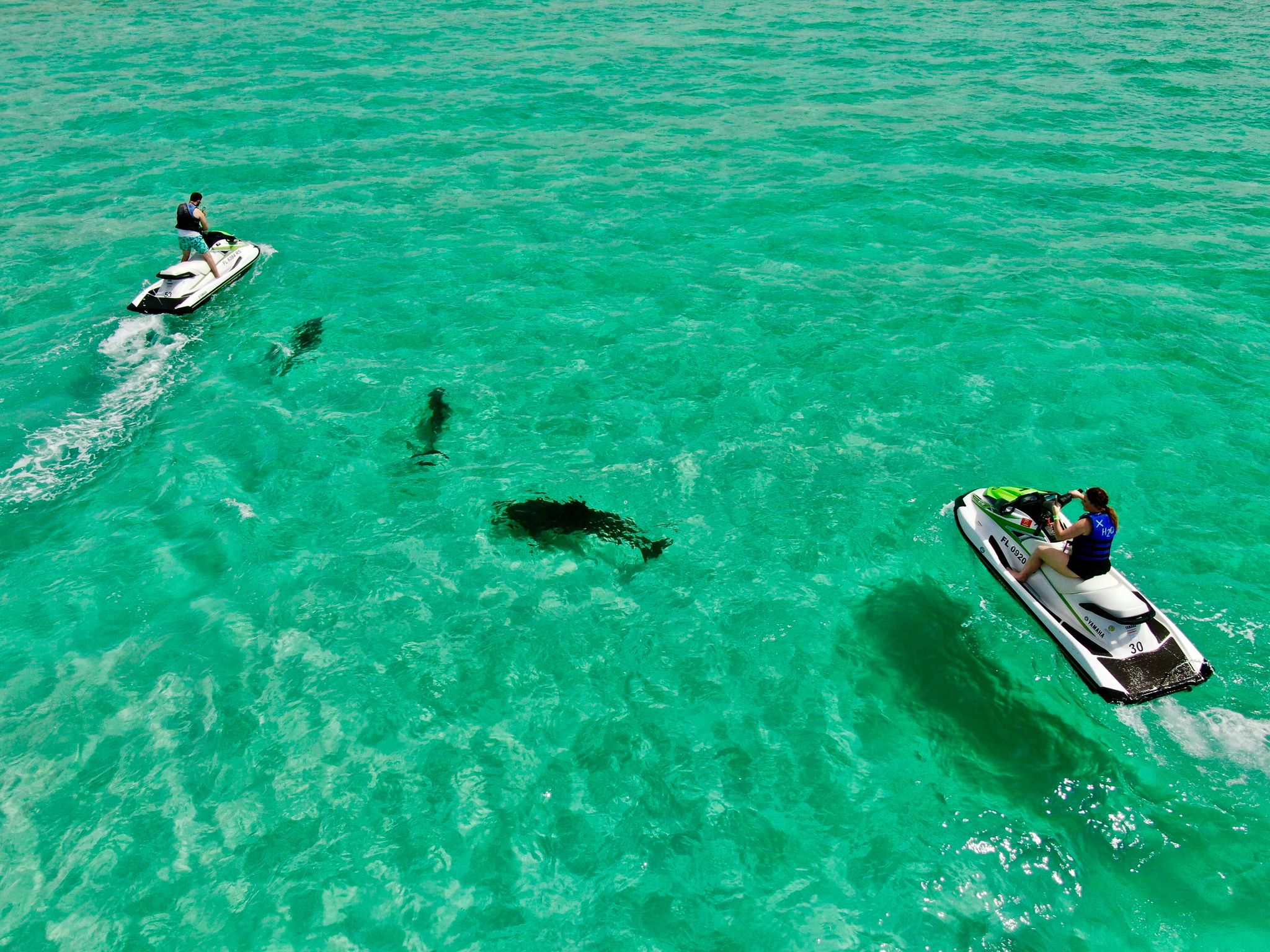 dolphins in clear blue water