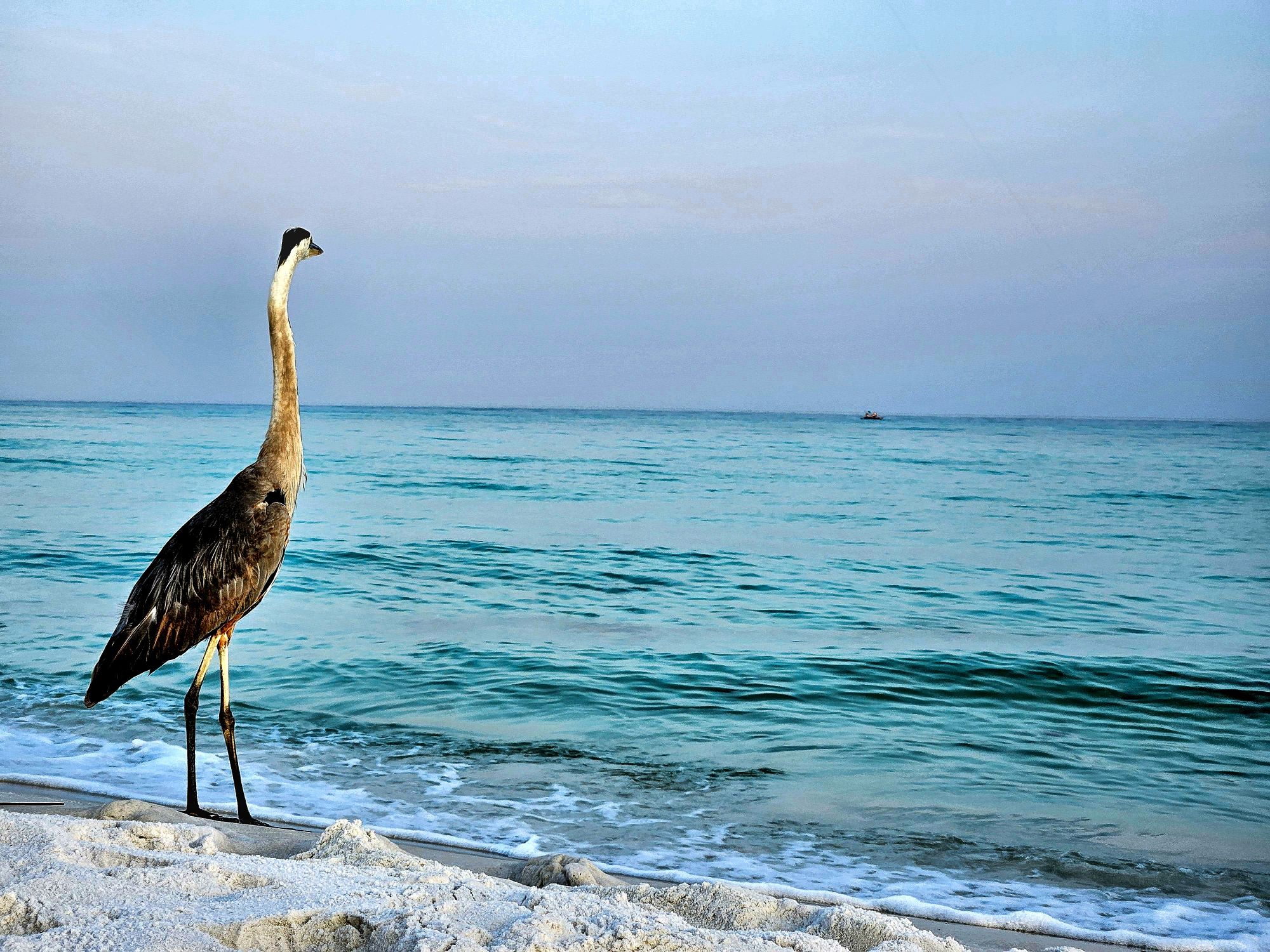 a heron on the beach