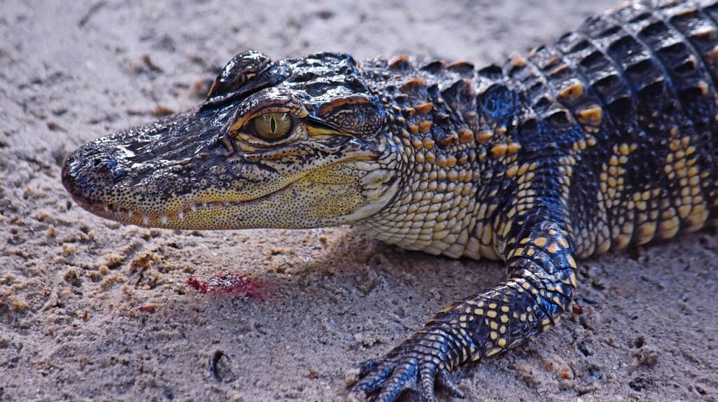 a reptile lying on the sand